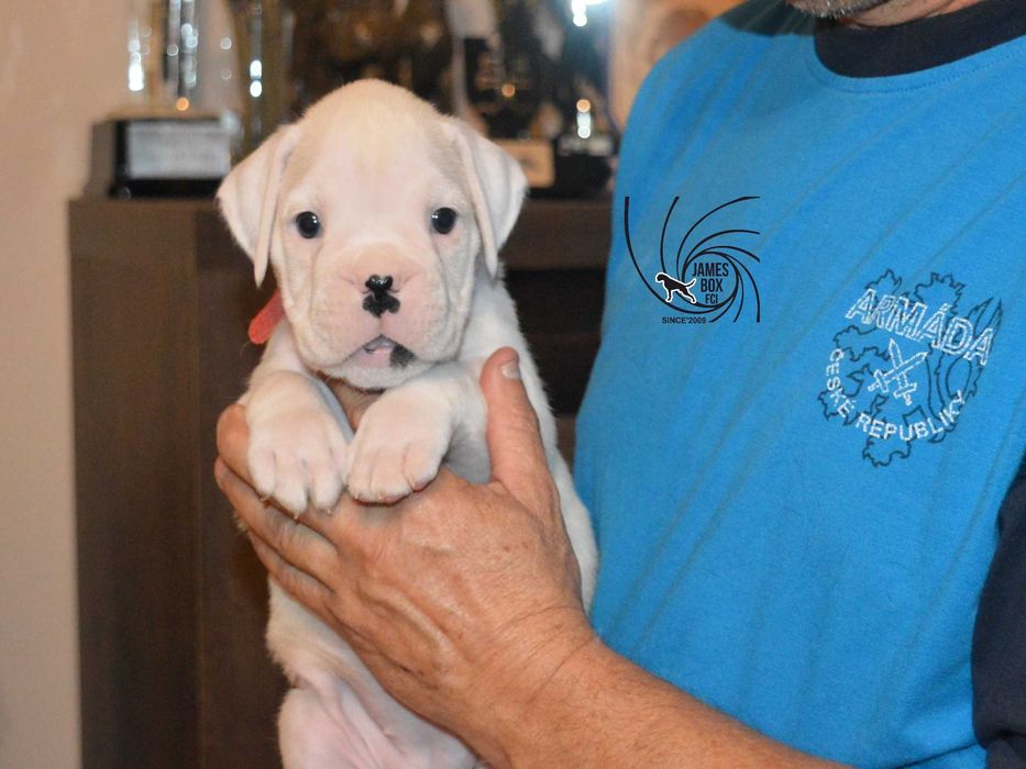 BOKSER- biała suczka z rodowodem FCI-rezerwacja