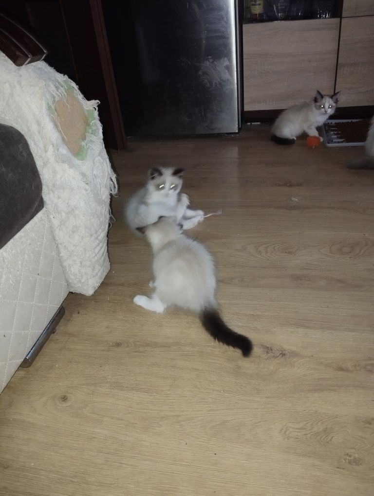 Sprzedam kocurka rasy Ragdoll