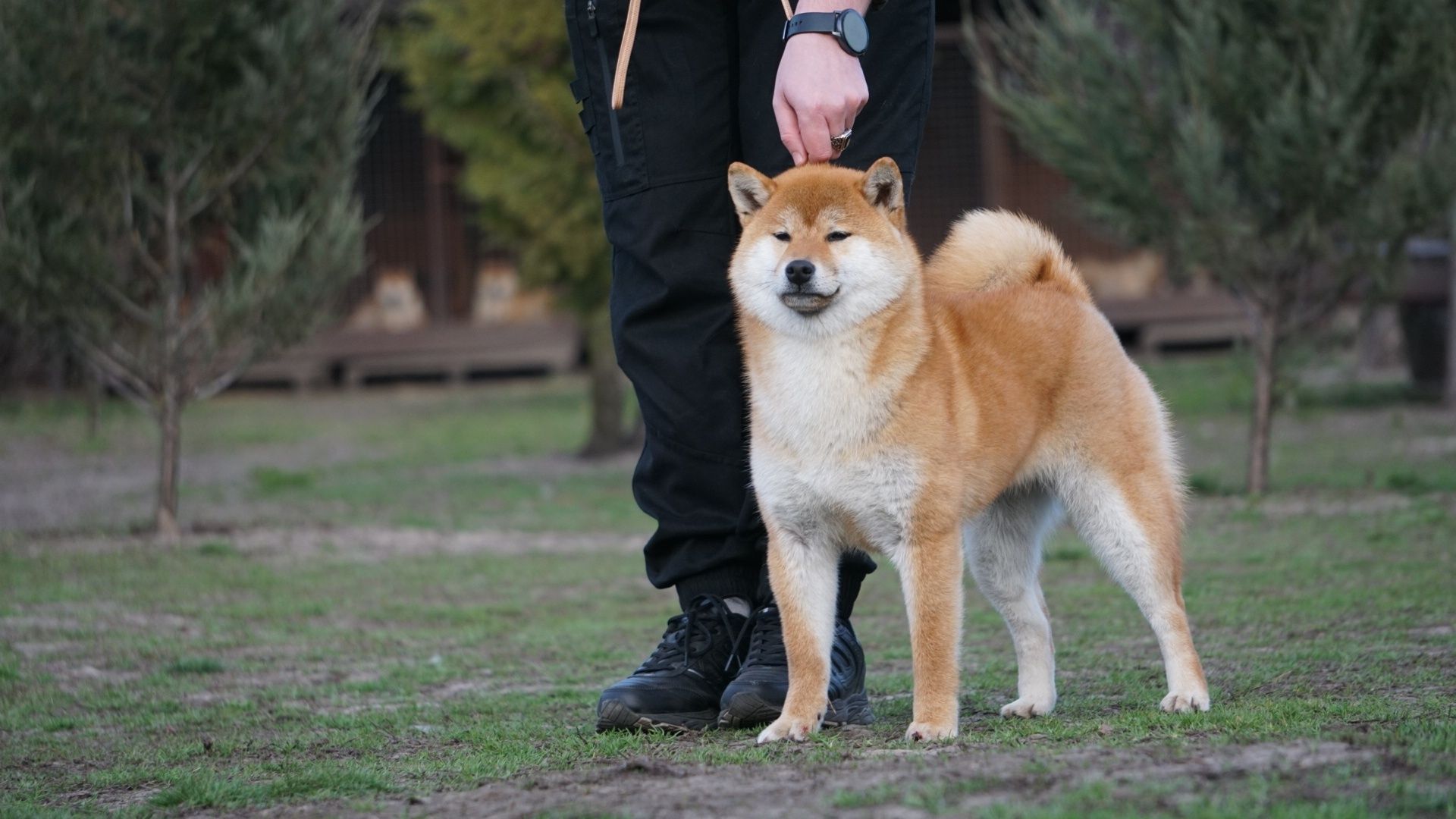 Шиба Ину,Сіба Іну(Shiba·inu) 10месяцев