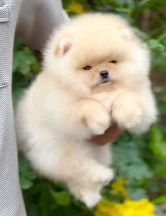 Mini miś pomeranian