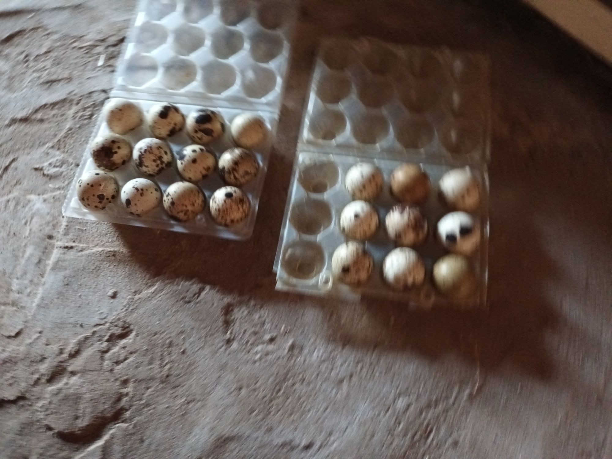 Ovos de codornizes