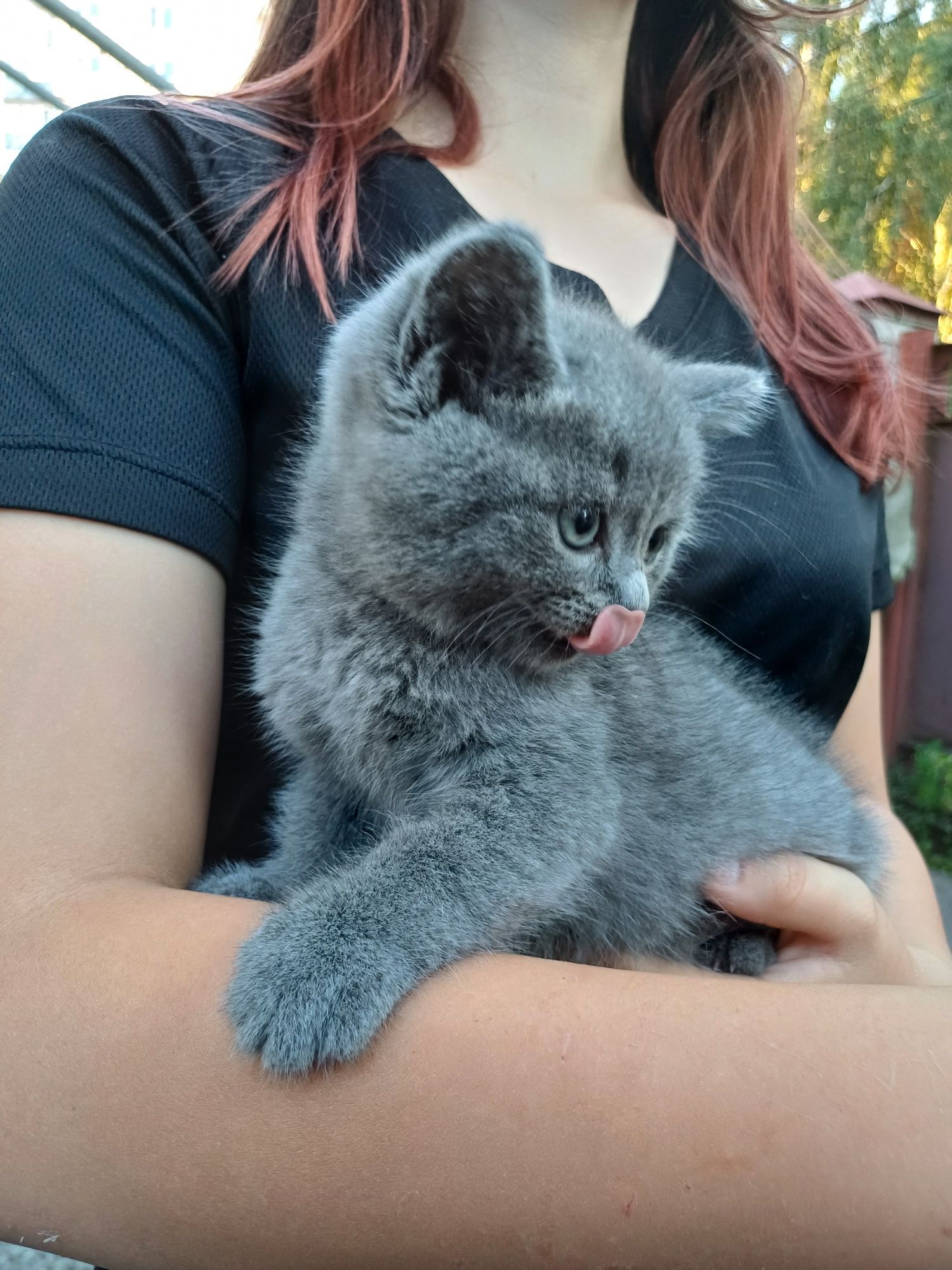 Котята британсы/кошенята британці