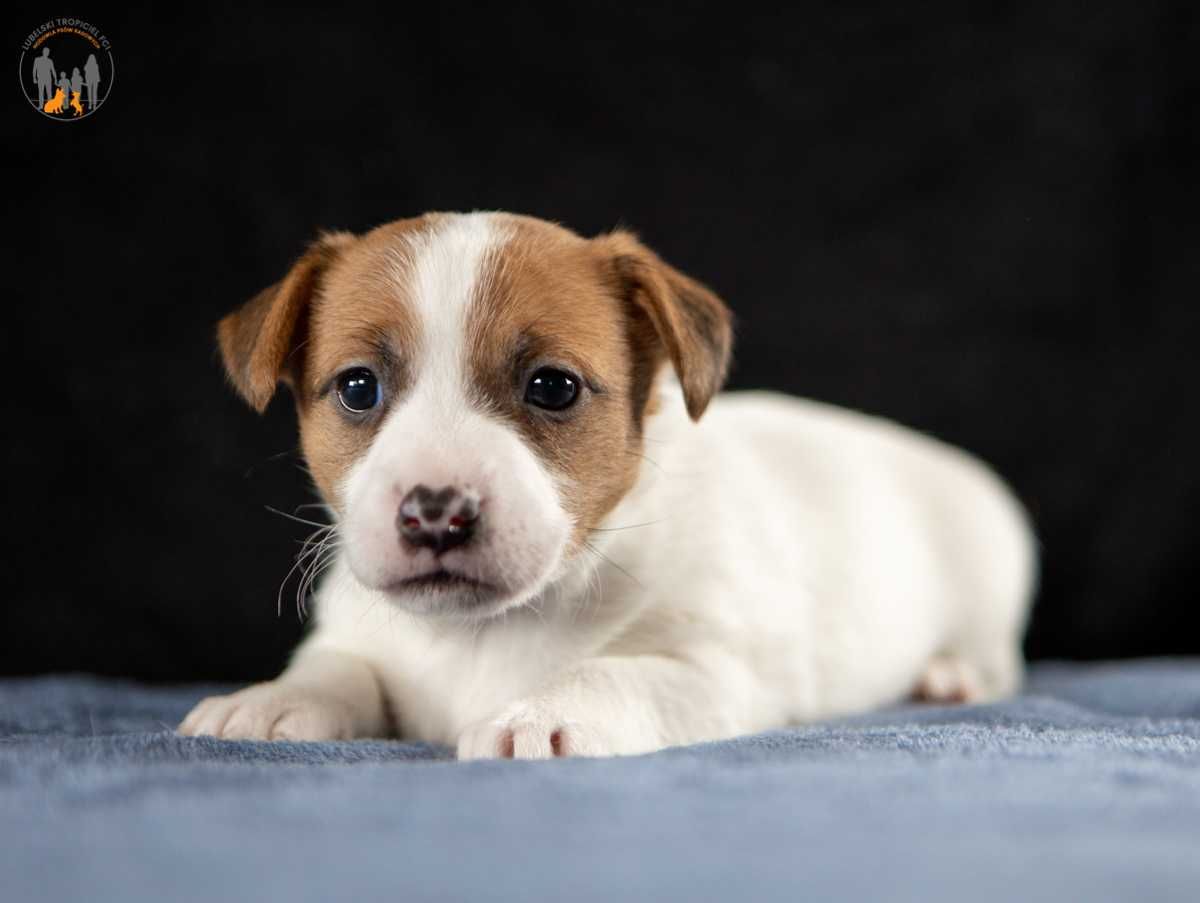 Jack Russell Terrier ZKwP FCI