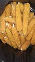 Кукуруза для попкорна(временно нету, до осени)