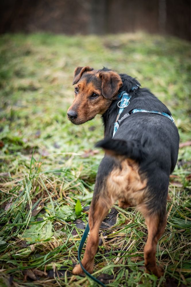 Terrier do adopcji. Wąchanie to jego pasja!