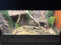 Terrarium dla gada