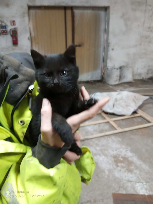 czarna perełka szuka swojego człowieka