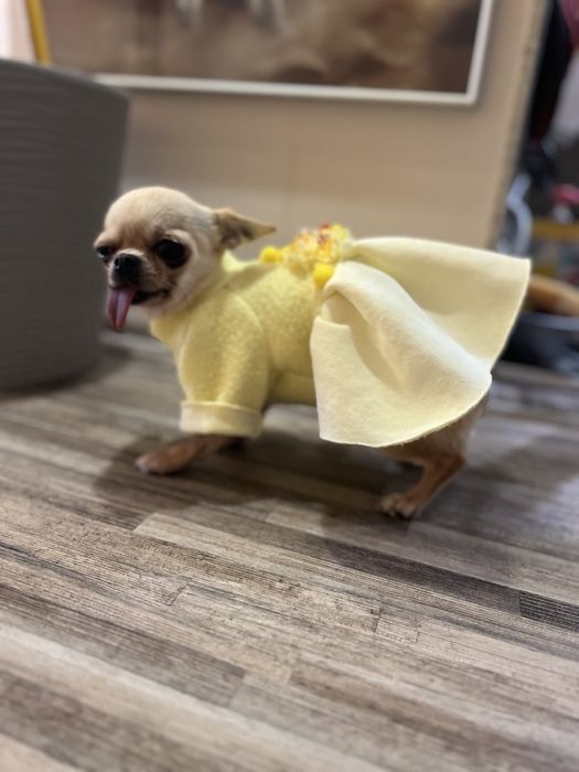 Одяг для маленьких собак