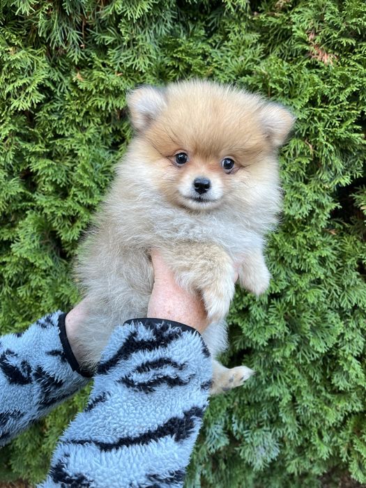 Szpic Pomeranian - Bagis