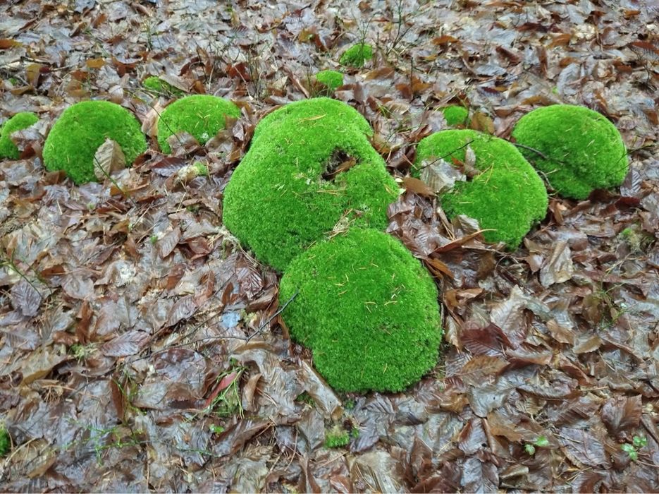 Продаю декоративний мох кочка