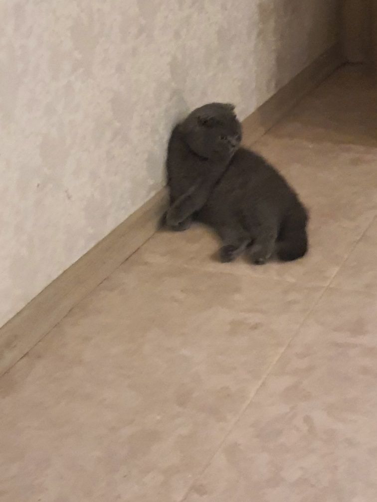 Отдам в хорошие руки чистокровную кошку породы Скоттиш Фолд
