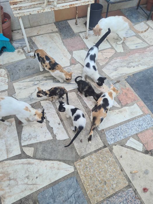 Gatinhos para adopção