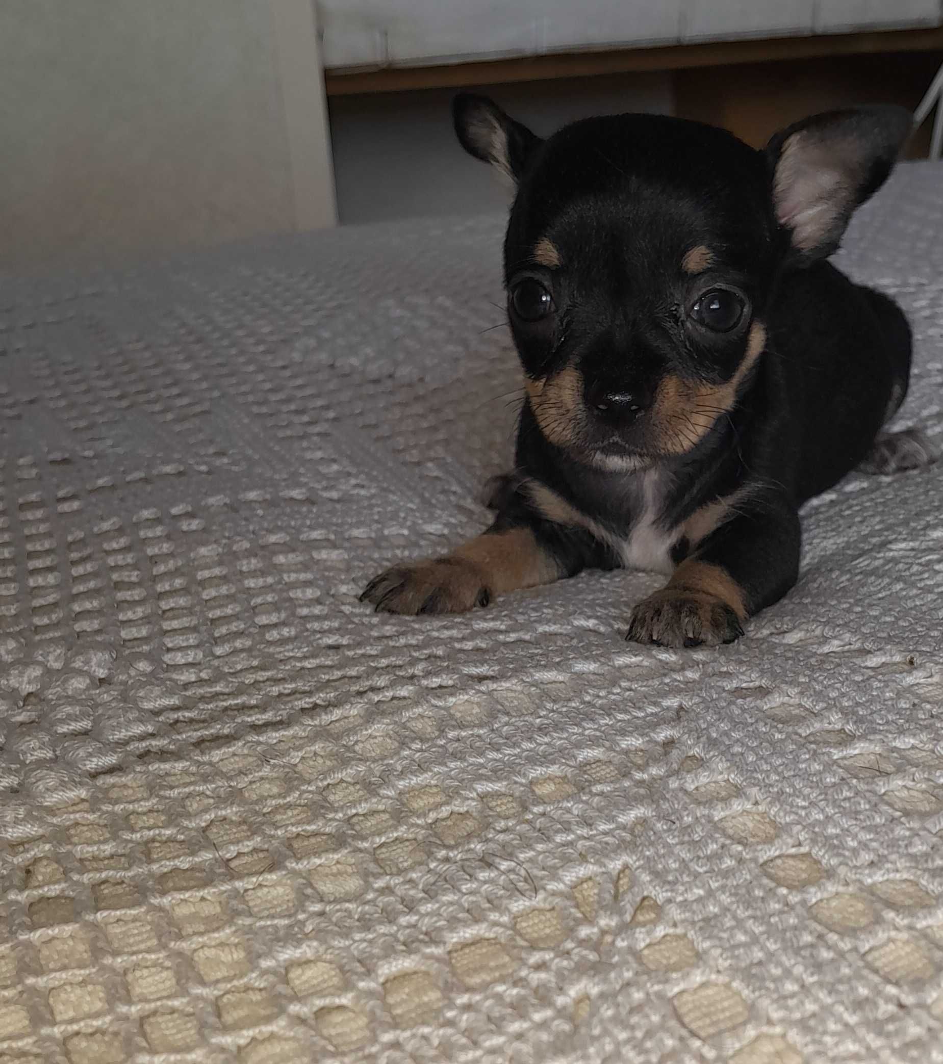 Chihuahua Macho Bebé