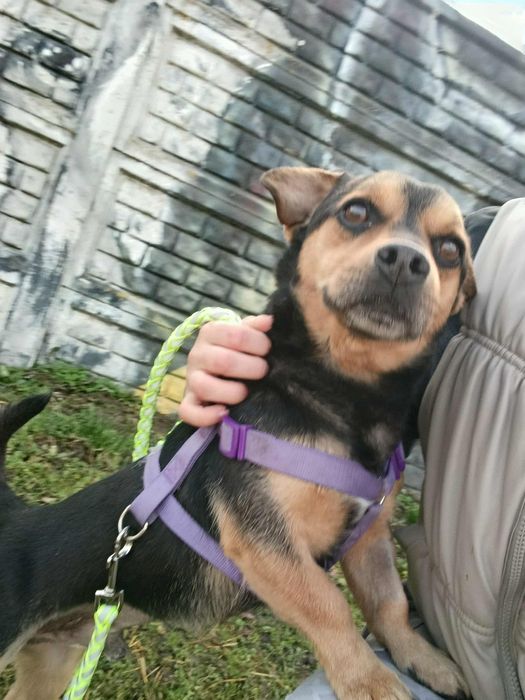 Miluś szuka kochającej rodziny