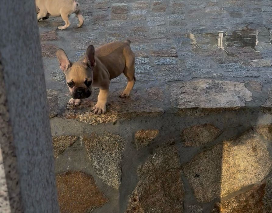 Menino Bulldog Frances