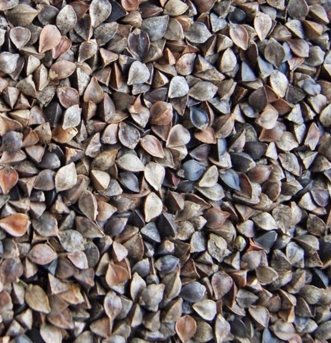 Gryka do siewu miododajna ekologiczna doplaty poplon