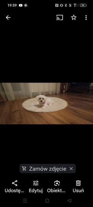 Sprzedam szczeniaka maltipoo