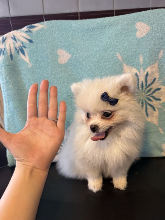 Lulu da pomêrania / Spitz Alemão fofinha !