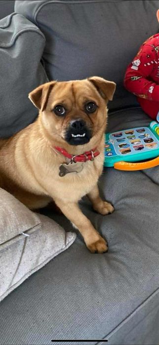 Oddam psa mops  suczke