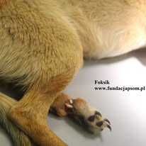 Foksik, delikatny piesek szuka domu