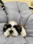 szczeniaki shih tzu