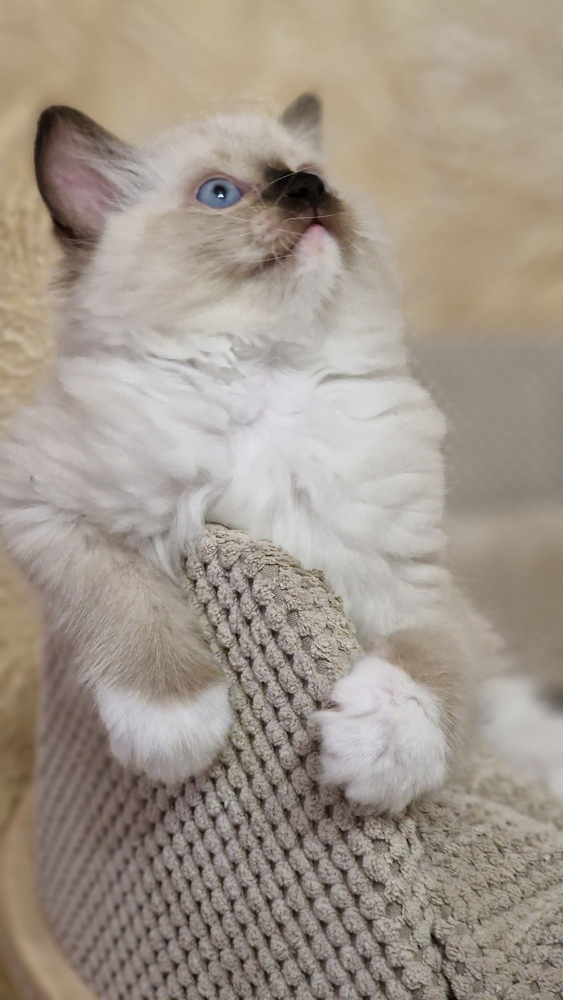Ragdoll kotka seal mitted