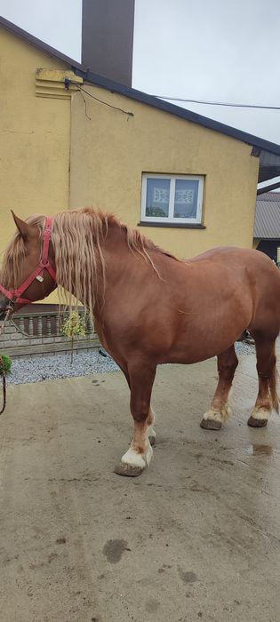 Ogier Sokólski - SPRZEDAM