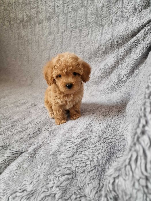 Pudel toy mini pudelek suczka