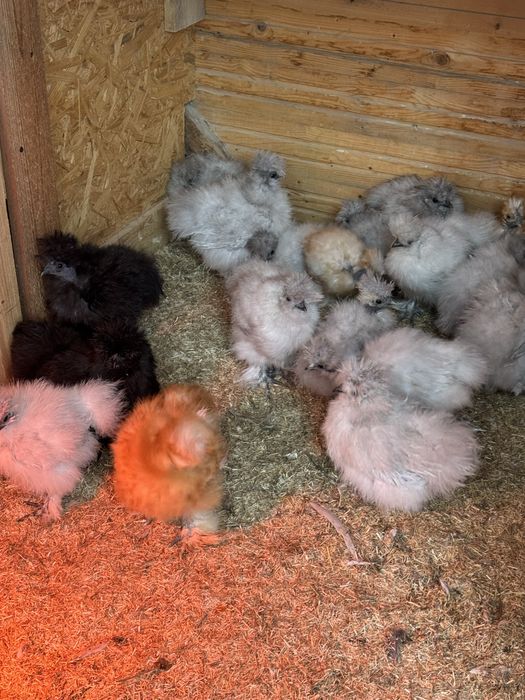 Silki silka kurczaki gołoszyjki