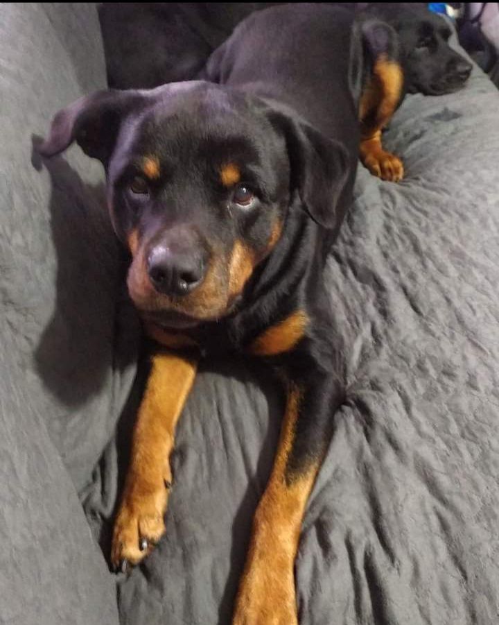 Rottweiler 10 aninhos com muita saúde