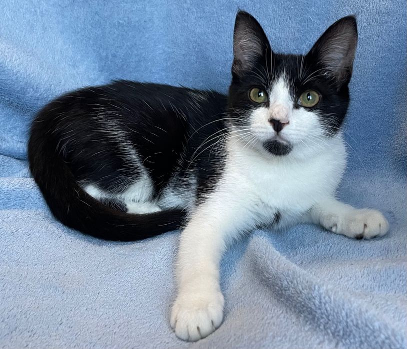 Отдам котёнка бесплатно