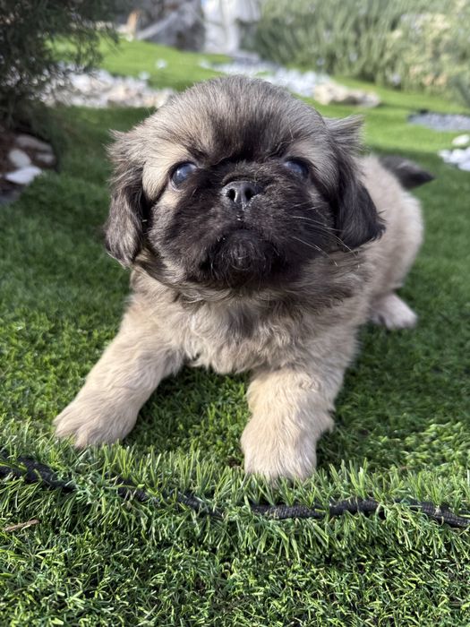 Piquenes maravilhosa exelente linhagem