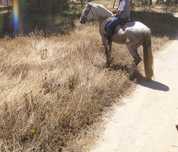 Cavalo inteiro 15 anos