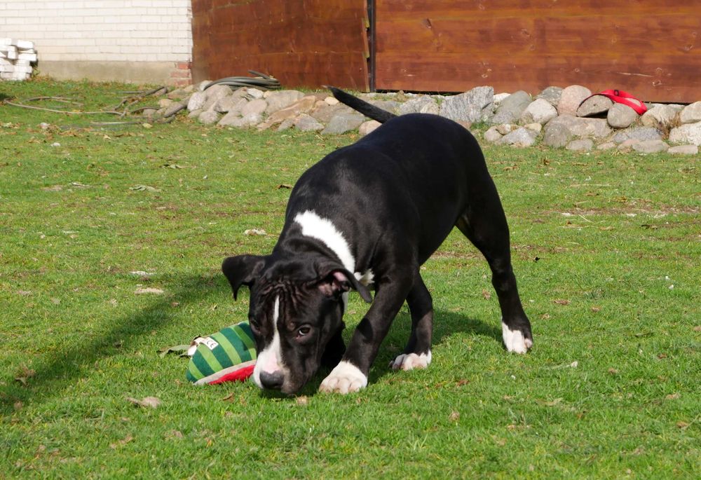 American Staffordshire Terrier ZKwP Amstaff FCI , piesek WILLY WONKA