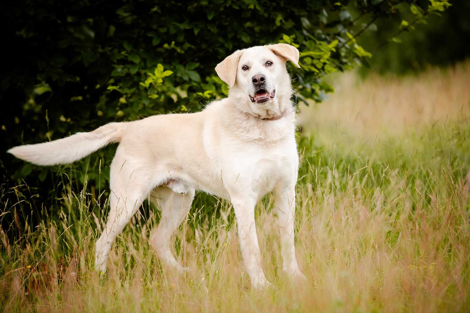 Kokos w typie labradora. Pilna adopcja!