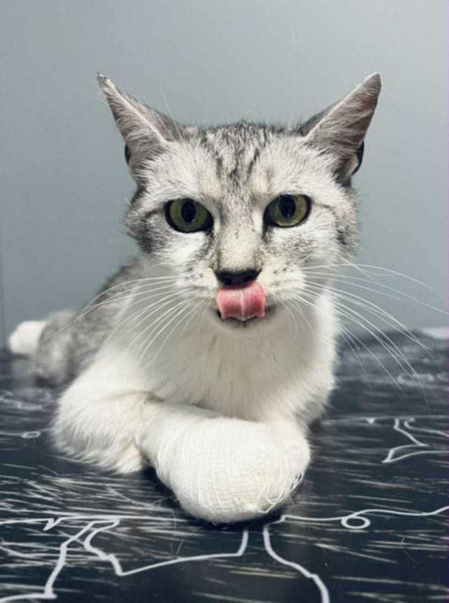 Brie i Gouda zakochane w sobie koteczki do adopcji