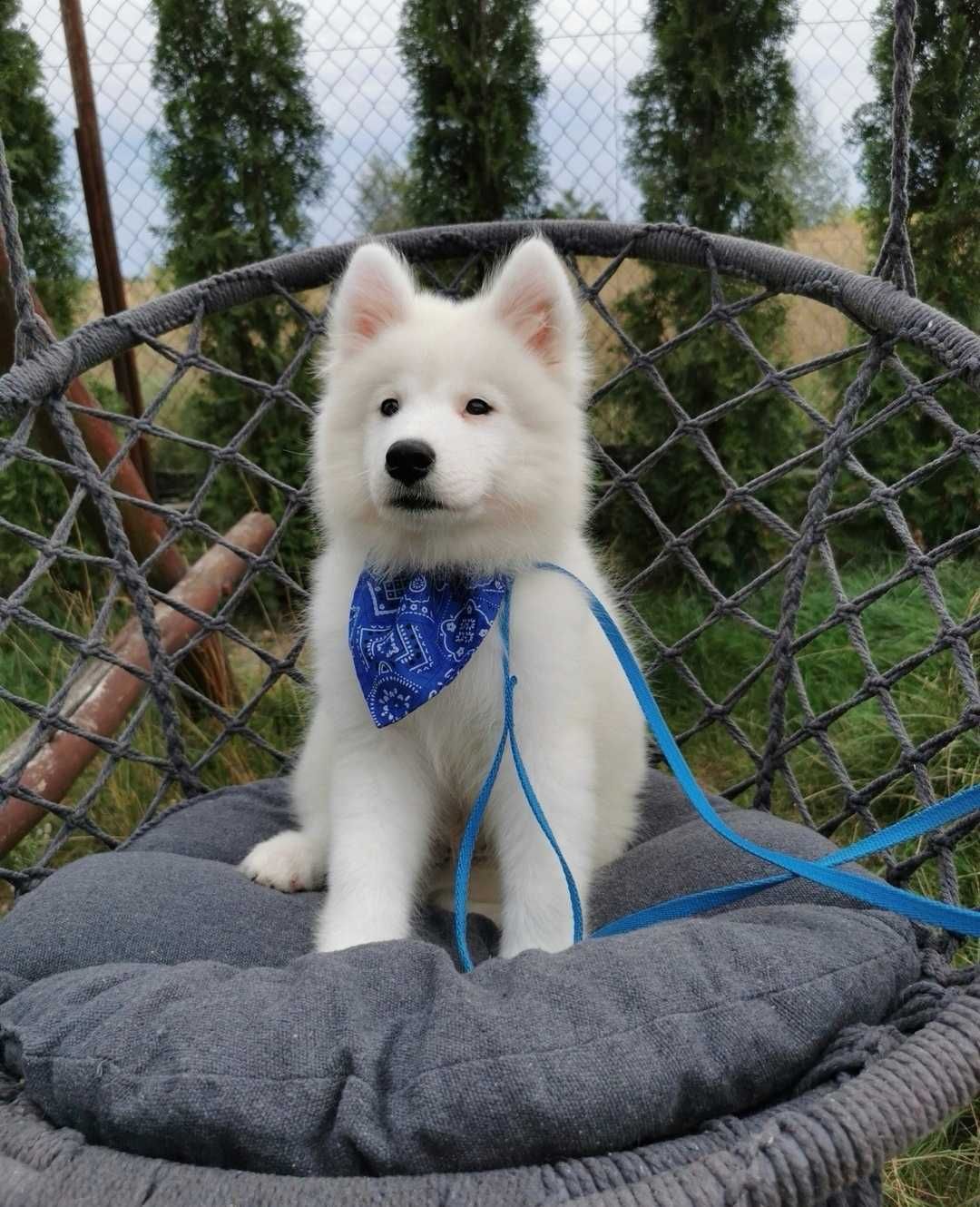 Samoyed z rodowodem szczenię śliczny samiec samoyed