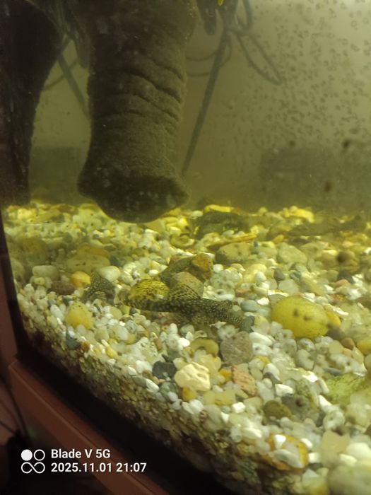 Rybki do oczka/ akwarium