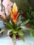 Plantas de interior e exterior