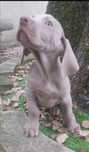 Weimaraner com lop