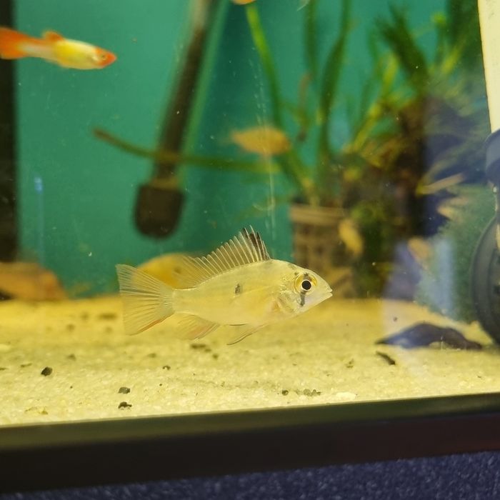 Pielęgniczka boliwijska