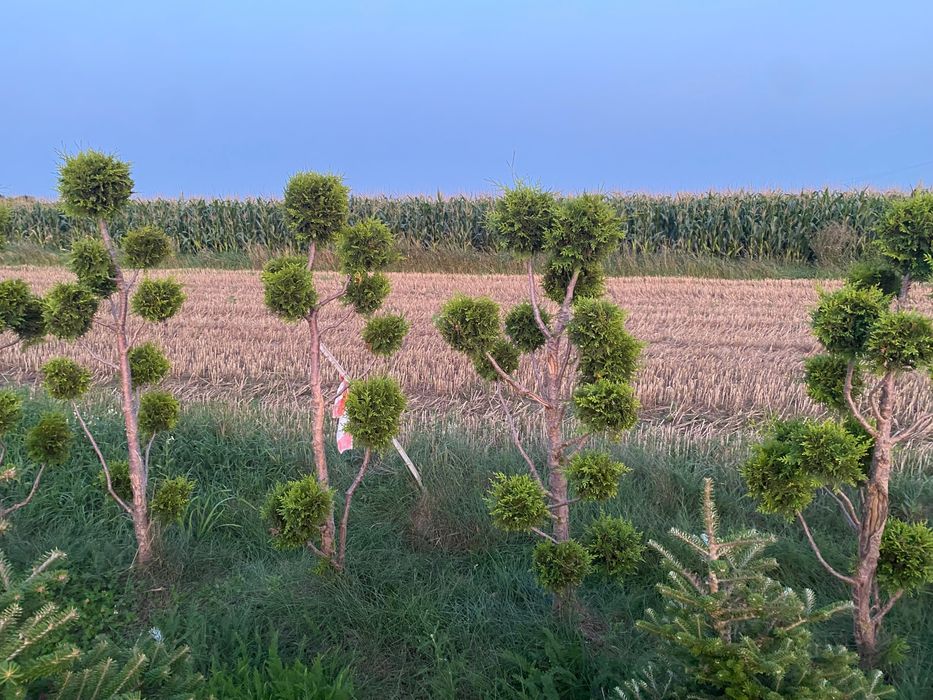 Tuja brabant, drzewa szczepione, krzewy szczepione,