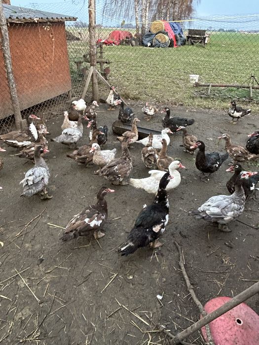 Kaczki  francuskie mlode i stare