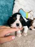 Pies Cavalier King Charles Spaniel