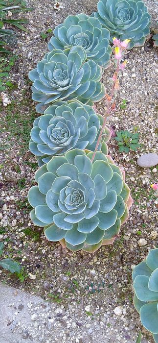 Catos e suculentas rosa pedra