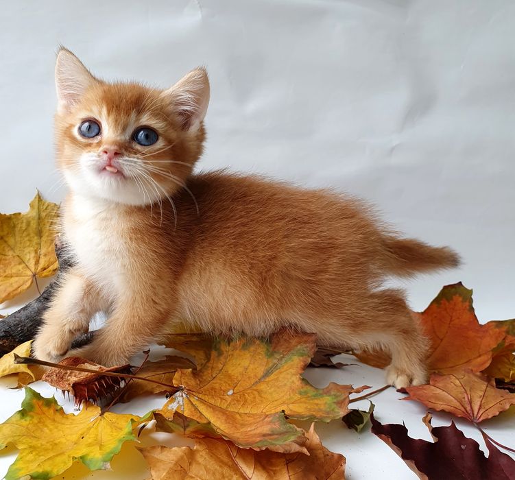 Золотой котик британец солнечный малыш. Котенок, котята клубный Киев