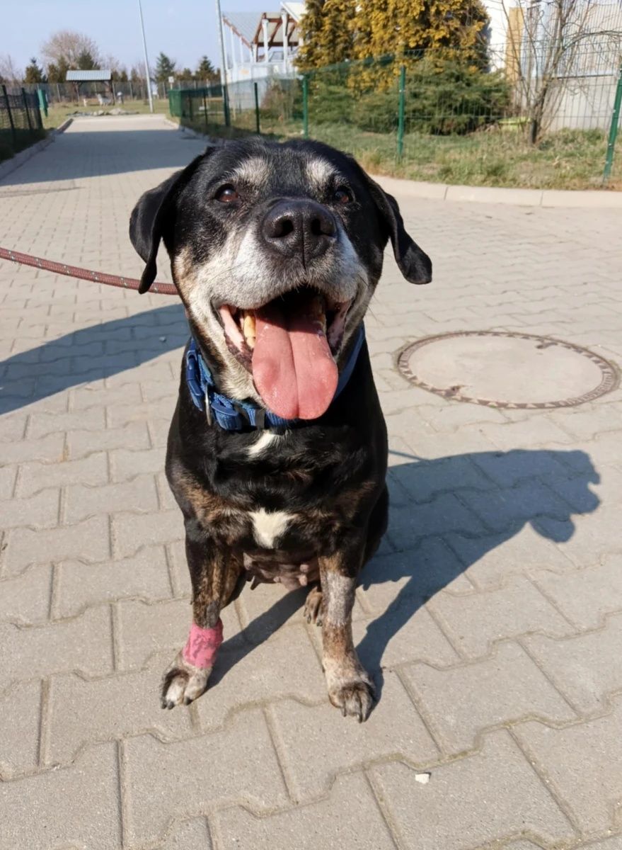 Cudowna suczka Sara mix TTB i labradora do adopcji