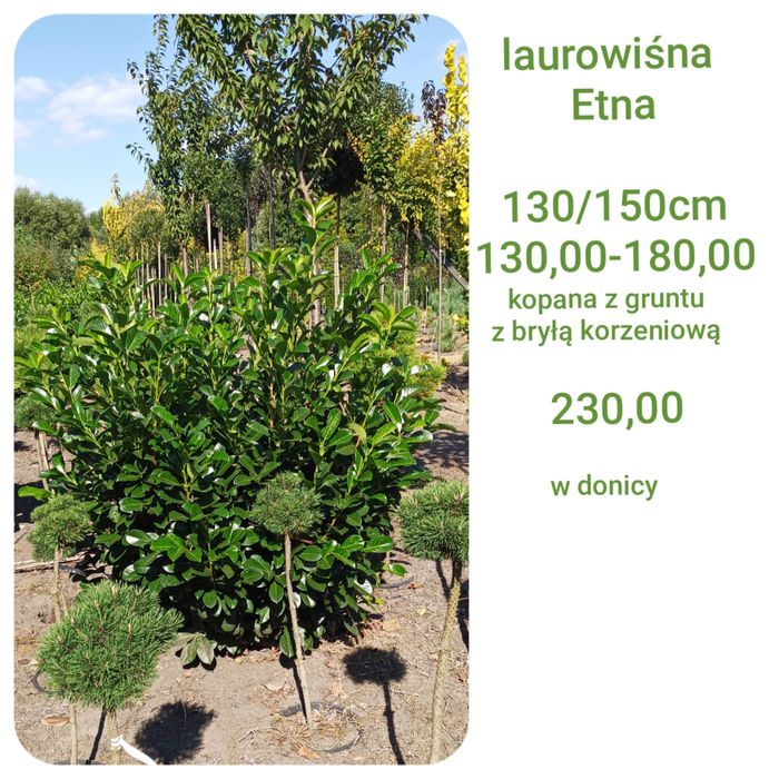 Thuja _ tuja Kórnik żywopłot 120, 130, 140