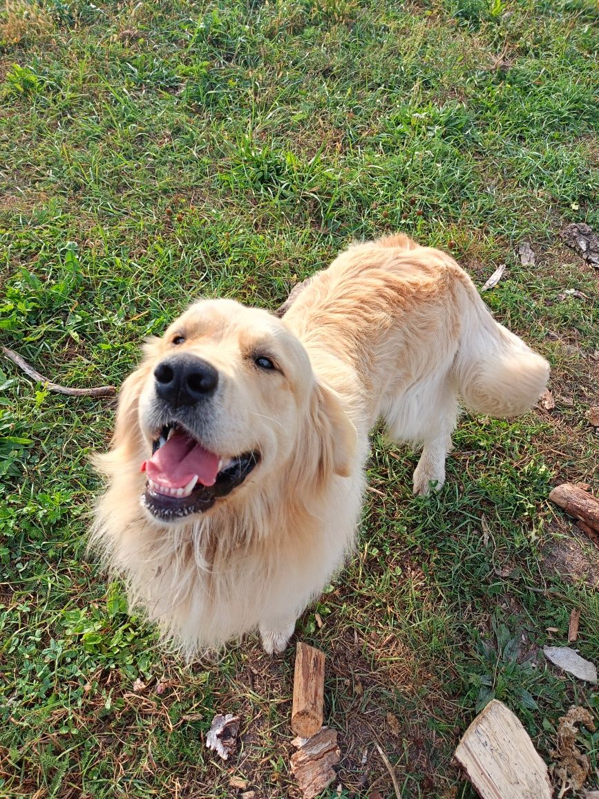Golden retriever