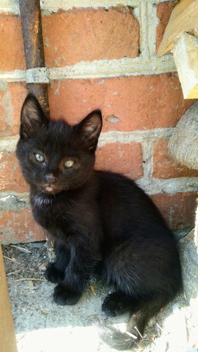 Czarny kocurek z zielonymi oczami